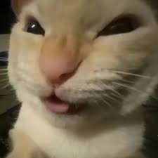 GatoMolon